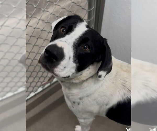 Medium Photo #1 Bearded Collie-Labrador Retriever Mix Puppy For Sale in Temple, TX, USA