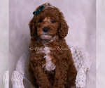 Small Photo #40 Poodle (Toy) Puppy For Sale in WARSAW, IN, USA