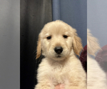 Puppy 3 Golden Retriever