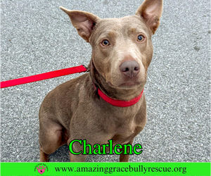 Charlene (Char) - Female Labrador Retriever-Unknown Mix Dog for Adoption - Photo #11