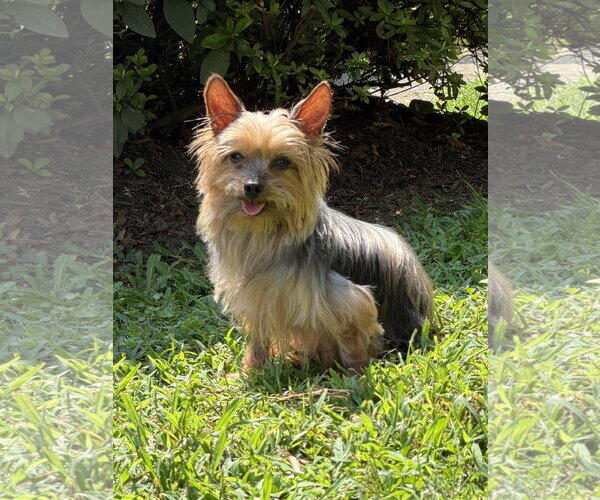 Medium Photo #9 Mutt Puppy For Sale in Arlington, VA, USA