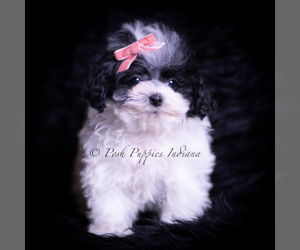 Medium Photo #3 Maltipoo (Toy) Puppy For Sale in WARSAW, IN, USA