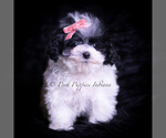 Small #2 Maltipoo (Toy)