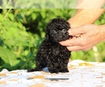 Small #1 Poodle (Toy)
