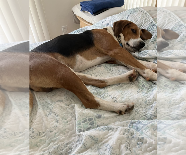 Medium Photo #2 Treeing Walker Coonhound-Unknown Mix Puppy For Sale in Maryville, TN, USA