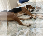 Small Photo #2 Treeing Walker Coonhound-Unknown Mix Puppy For Sale in Maryville, TN, USA