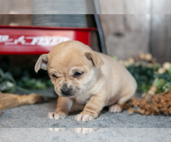 Medium Photo #3 Chihuahua Puppy For Sale in BERNE, IN, USA