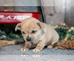 Small #2 Chihuahua