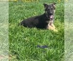 Puppy Purple Collar German Shepherd Dog
