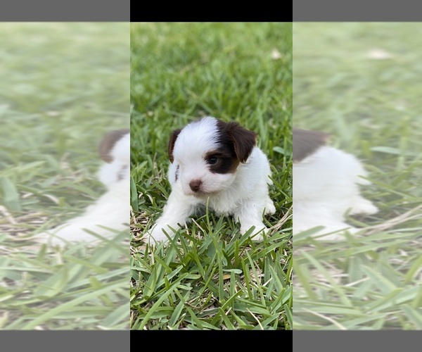 Medium Photo #5 Yorkshire Terrier Puppy For Sale in MONTGOMERY, TX, USA