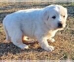 Small Photo #9 Great Pyrenees Puppy For Sale in AGRA, OK, USA