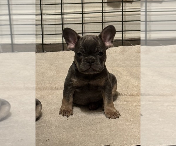 Medium Photo #2 French Bulldog Puppy For Sale in HILTON, NY, USA