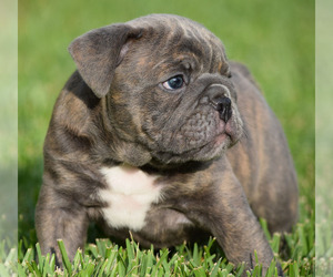 English Bulldog Puppy for sale in EUSTIS, FL, USA