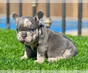 French Bulldog Puppy for sale in BEVERLY HILLS, CA, USA