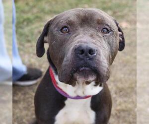 American Staffordshire Terrier-Unknown Mix Dogs for adoption in San Antonio, TX, USA