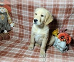 Small #4 Golden Retriever