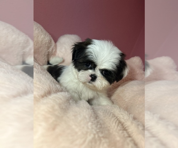 Medium Photo #20 Shih Tzu Puppy For Sale in VENETA, OR, USA