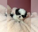 Small Photo #20 Shih Tzu Puppy For Sale in VENETA, OR, USA