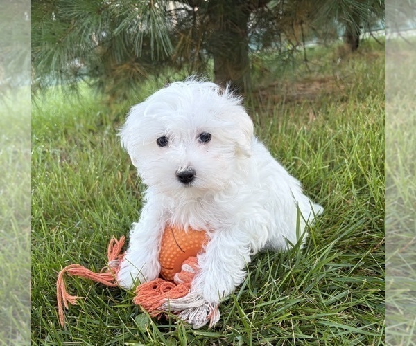 Medium Photo #3 Maltese Puppy For Sale in MIDDLEBURY, IN, USA