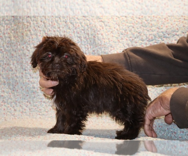 Medium Photo #2 ShihPoo Puppy For Sale in DYERSBURG, TN, USA
