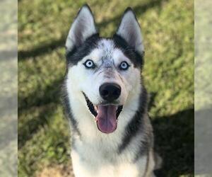 Siberian Husky Dogs for adoption in Modesto, CA, USA