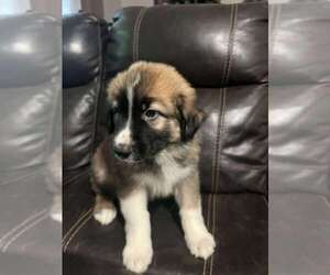 German Shepherd Dog-Great Pyrenees Mix Puppy for sale in MAGALIA, CA, USA