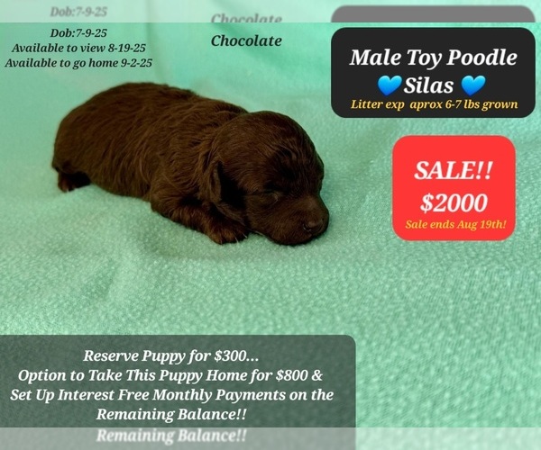 Medium Photo #1 Poodle (Toy) Puppy For Sale in TUCSON, AZ, USA