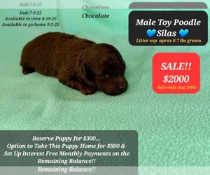 Poodle (Toy) Puppy for sale in TUCSON, AZ, USA