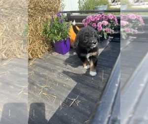 Aussiedoodle Puppy for sale in RUSSELL, IA, USA