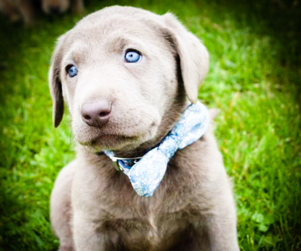 Medium Photo #8 Labrador Retriever Puppy For Sale in MILLMONT, PA, USA