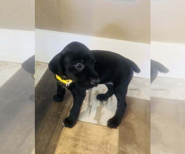 Medium Photo #1 German Shorthaired Pointer Puppy For Sale in PASCO, WA, USA