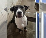 Winter - Female Mutt Dog for Adoption - Small photo