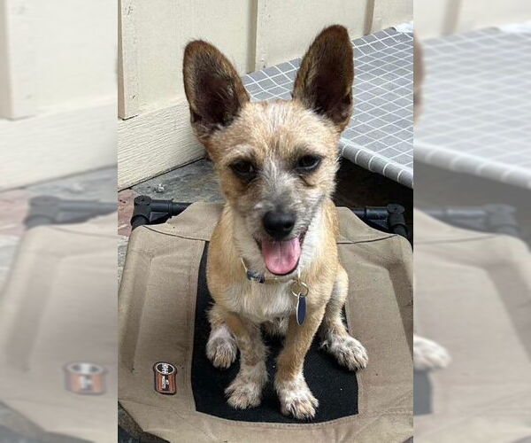 Medium Photo #2 Chihuahua-Unknown Mix Puppy For Sale in Katy, TX, USA