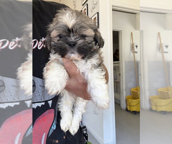 Medium Photo #2 Shih Tzu Puppy For Sale in Studio City, CA, USA