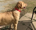 Small Photo #1 Labrador Retriever Puppy For Sale in SPOTSYLVANIA, VA, USA