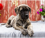 Small Photo #12 Mastiff Puppy For Sale in WAKARUSA, IN, USA