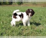 Small Photo #10 Labradoodle Puppy For Sale in SPENCERVILLE, IN, USA