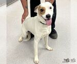 Small Retriever  Mix