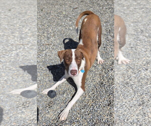 Medium Photo #1 Great Pyrenees-Pointer Mix Puppy For Sale in Rockaway, NJ, USA