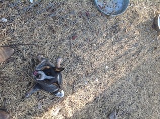 Australian Cattle Dog Dogs for adoption in GOLDSBORO, NC, USA