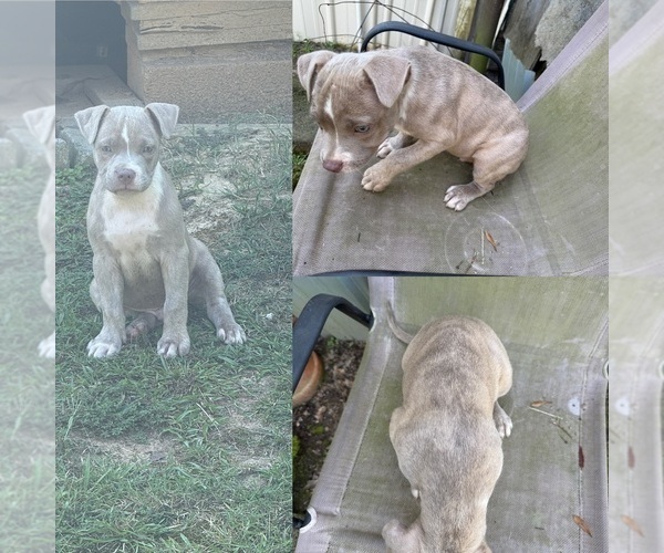 Medium Photo #1 American Bully Puppy For Sale in PELAHATCHIE, MS, USA