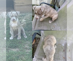 Medium American Bully