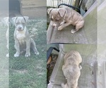 Puppy Conner American Bully