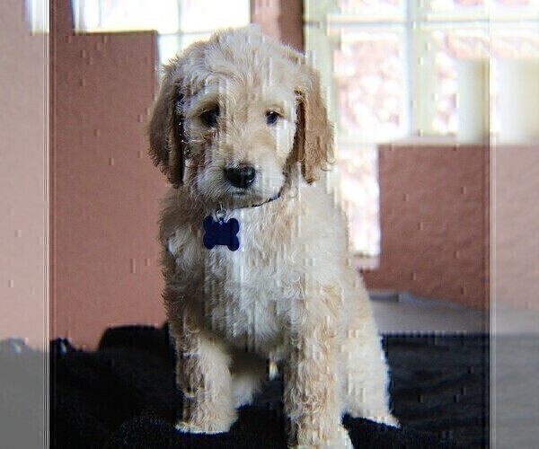 Medium Photo #1 Goldendoodle Puppy For Sale in BRANDON, FL, USA