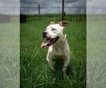 Small #3 Mutt