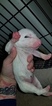 Small Photo #20 Bull Terrier Puppy For Sale in JACKSON, MI, USA