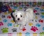 Small #2 Maltese