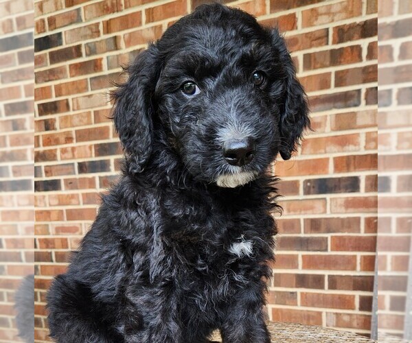 Medium Photo #4 F2 Aussiedoodle Puppy For Sale in COLUMBIA, TN, USA