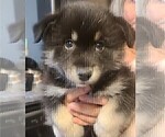 Puppy 3 Pomsky