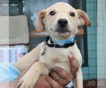 Small #2 Labrador Retriever Mix